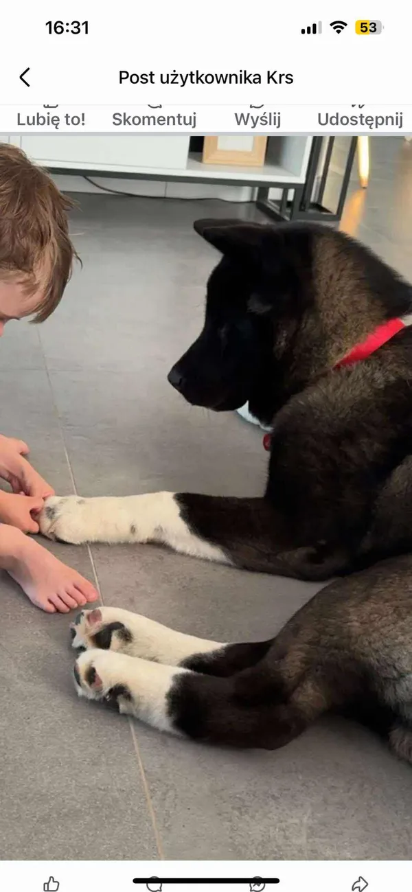 Zaginął pies, Proszyce, 16 czerwca 2025