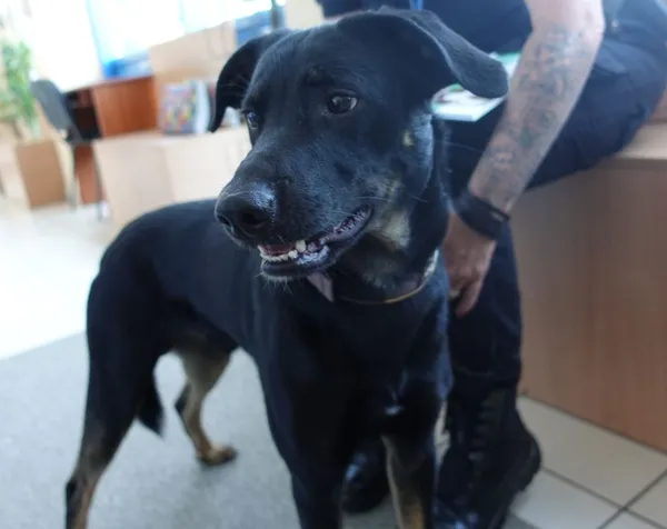 Znaleziono psa, Gdańsk, 15 czerwca 2025