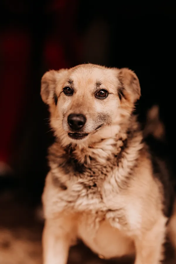 Pies do adopcji, Czartki, 16 czerwca 2025 (1/4)