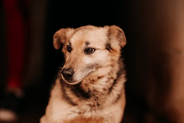 Pies do adopcji, Czartki, 16 czerwca 2025 (2/4)