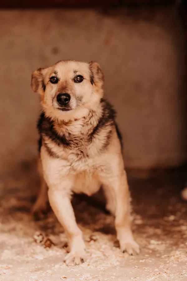 Pies do adopcji, Czartki, 16 czerwca 2025 (3/4)