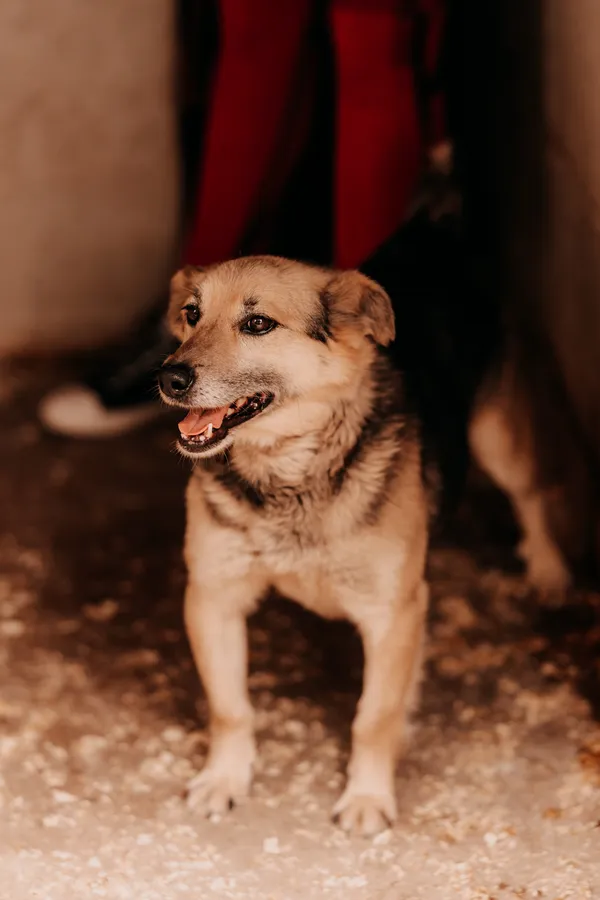 Pies do adopcji, Czartki, 16 czerwca 2025 (4/4)