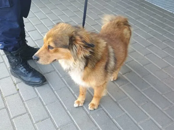 Znaleziono psa, Bydgoszcz, 13 czerwca 2025