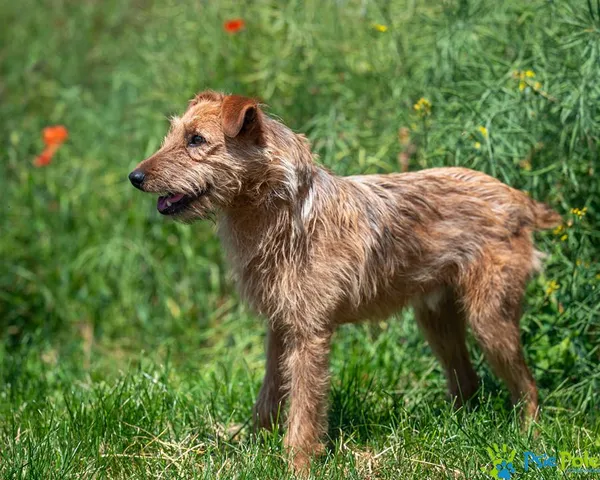 Znaleziono psa, Racławice, 16 czerwca 2025 (5/5)