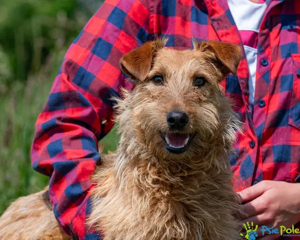 Znaleziono psa, Racławice, 16 czerwca 2025 (1/5)