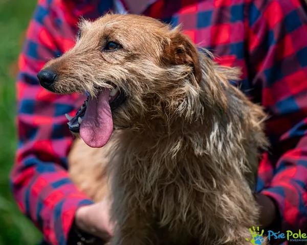 Znaleziono psa, Racławice, 16 czerwca 2025 (2/5)