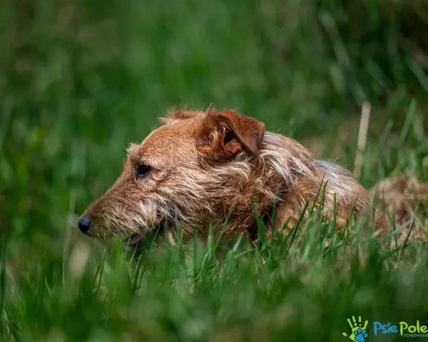 Znaleziono psa, Racławice, 16 czerwca 2025 (3/5)