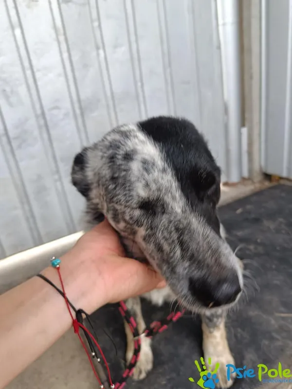 Znaleziono psa, Racławice, 12 czerwca 2025 (1/5)