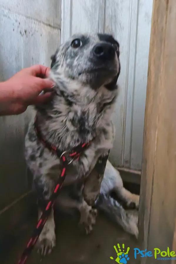 Znaleziono psa, Racławice, 12 czerwca 2025 (3/5)