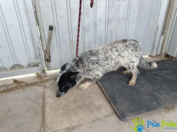 Znaleziono psa, Racławice, 12 czerwca 2025 (5/5)