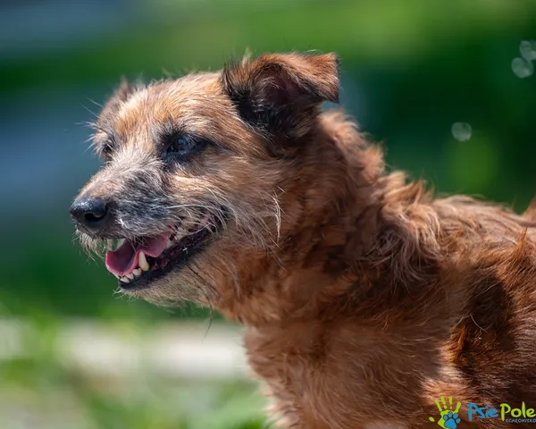 Znaleziono psa, Racławice, 10 czerwca 2025 (1/5)