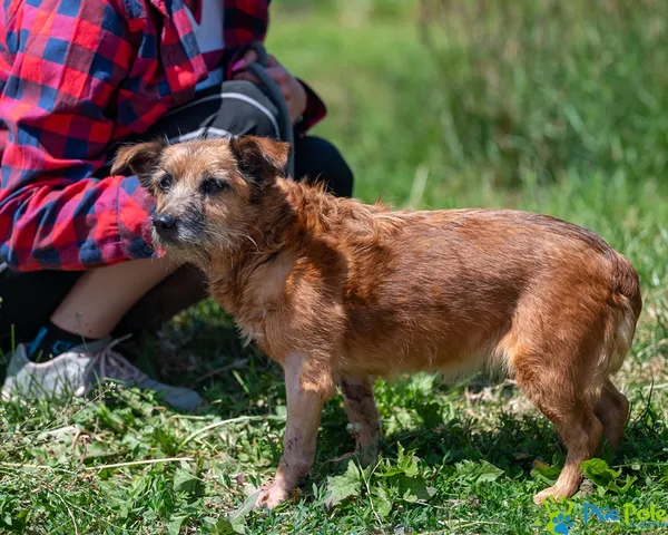 Znaleziono psa, Racławice, 10 czerwca 2025 (2/5)