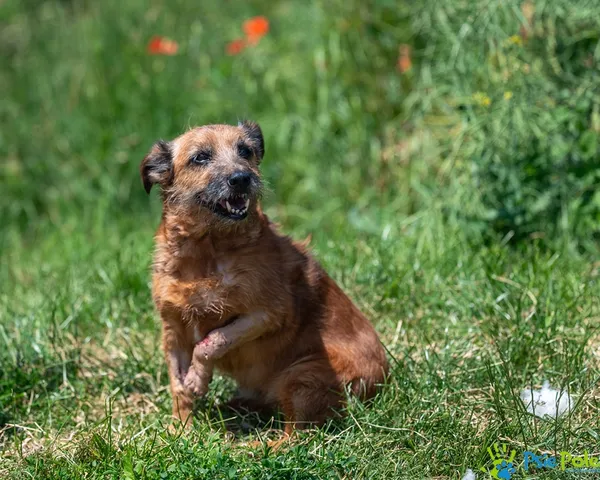 Znaleziono psa, Racławice, 10 czerwca 2025 (3/5)