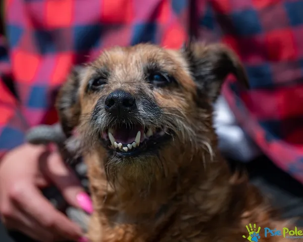 Znaleziono psa, Racławice, 10 czerwca 2025 (4/5)