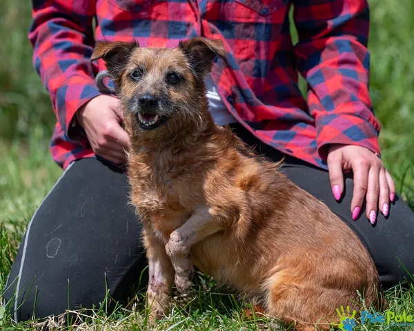 Znaleziono psa, Racławice, 10 czerwca 2025 (5/5)