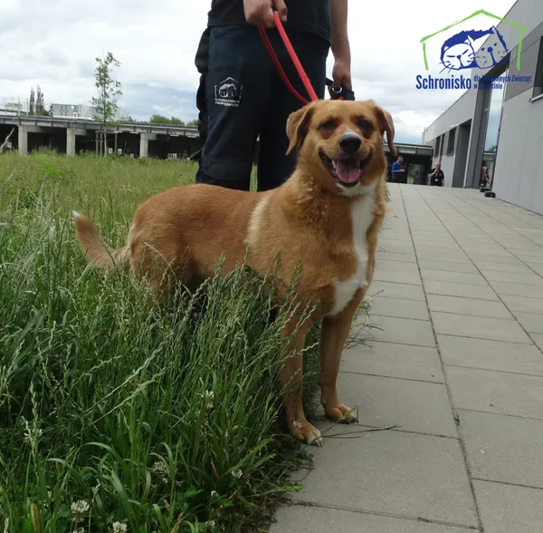 Znaleziono psa, Szczecin, 16 czerwca 2025