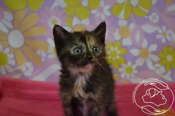 Kot do adopcji, Chełmek, 12 maja 2025