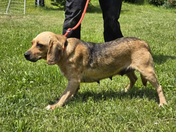 Pies do adopcji, Ropczyce, 16 czerwca 2025