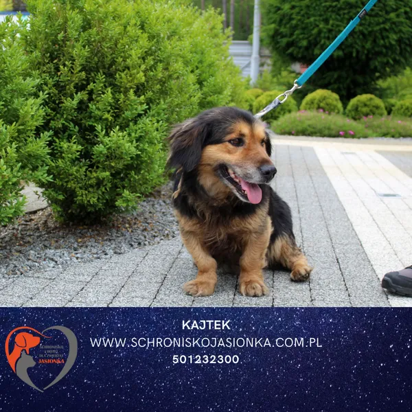 Znaleziono psa, Dębniak, 16 czerwca 2025