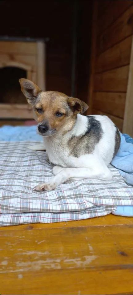 Pies do adopcji, Rytlów, 16 czerwca 2025