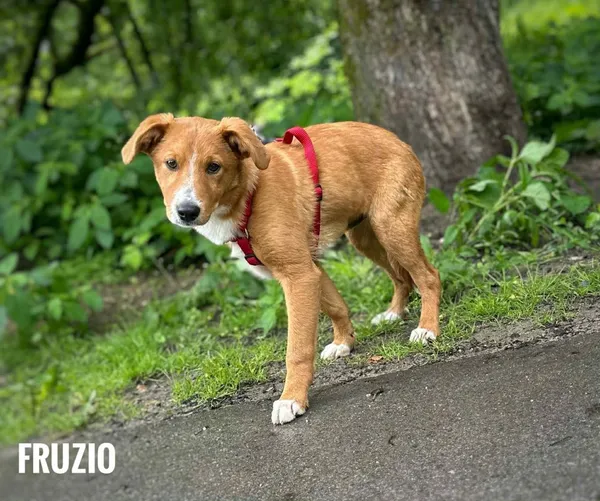 Pies do adopcji, Rytlów, 16 czerwca 2025