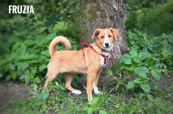 Pies do adopcji, Rytlów, 16 czerwca 2025