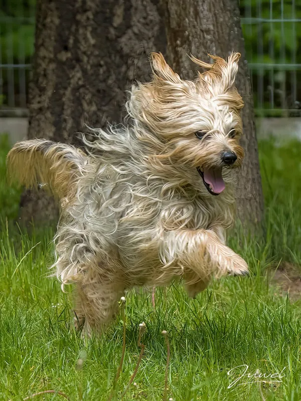 Pies do adopcji, Sopot, 16 czerwca 2025 (1/2)