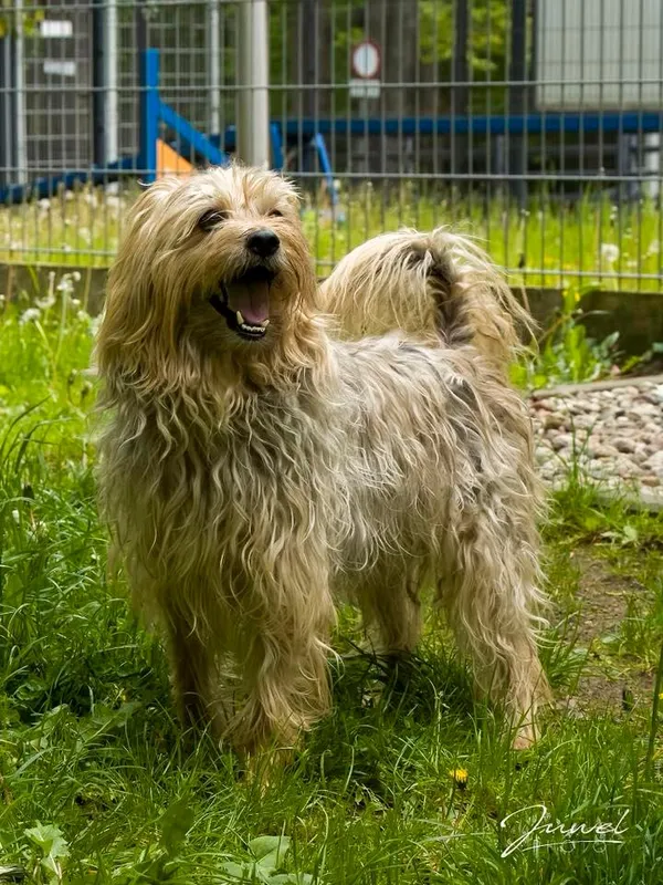 Pies do adopcji, Sopot, 16 czerwca 2025 (2/2)