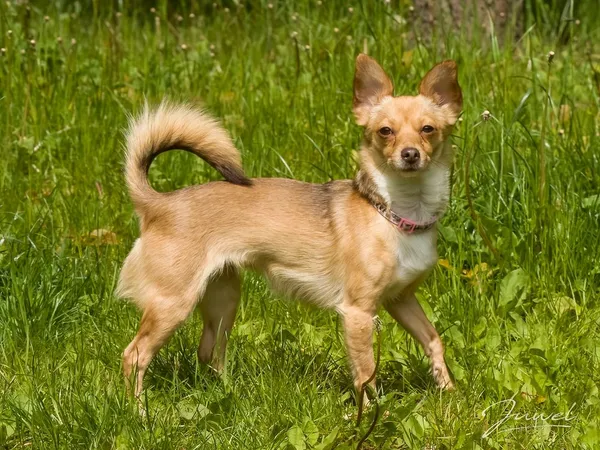 Pies do adopcji, Sopot, 16 czerwca 2025 (1/3)