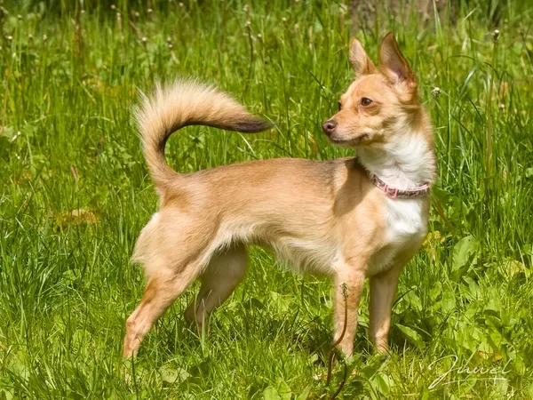 Pies do adopcji, Sopot, 16 czerwca 2025 (2/3)