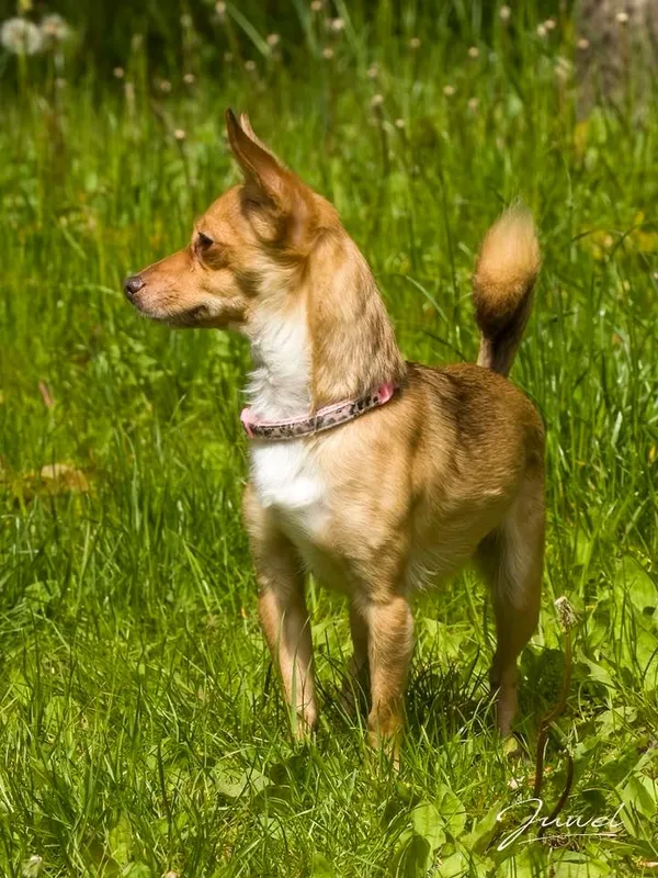 Pies do adopcji, Sopot, 16 czerwca 2025 (3/3)