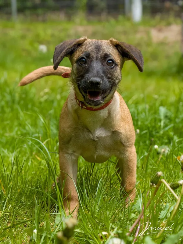 Pies do adopcji, Sopot, 16 czerwca 2025 (1/2)