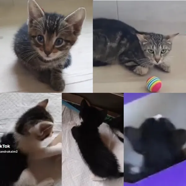 Kot do adopcji, Radom, 8 sierpnia 2025