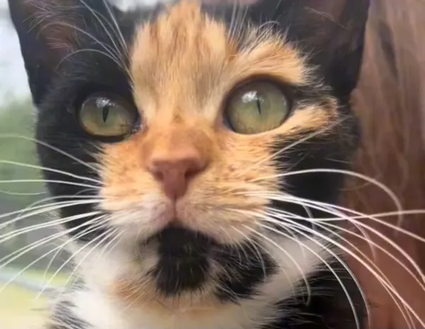 Kot do adopcji, Radom, 2 lipca 2025