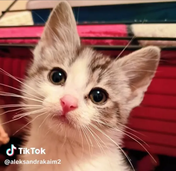 Kot do adopcji, Radom, 16 czerwca 2025