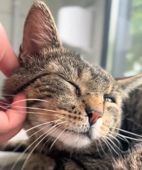 Kot do adopcji, Radom, 16 czerwca 2025