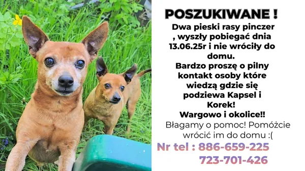 Zaginął pies, Wargowo, 17 czerwca 2025 (1/2)