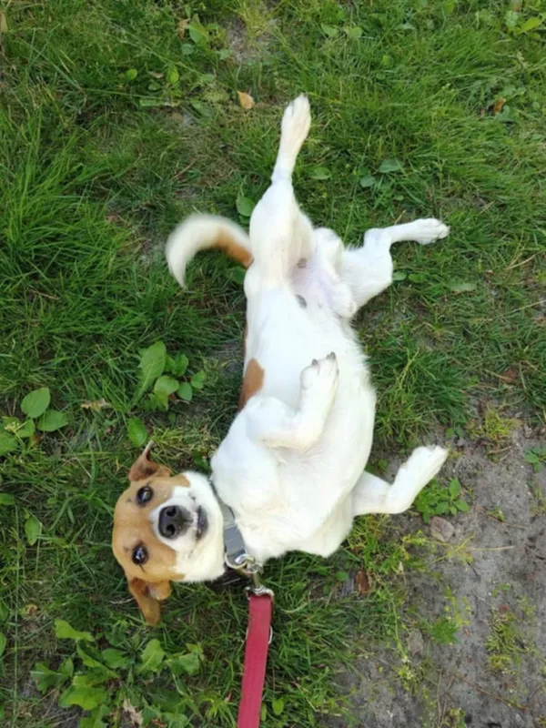 Pies do adopcji, Włocławek, 16 czerwca 2025 (4/4)