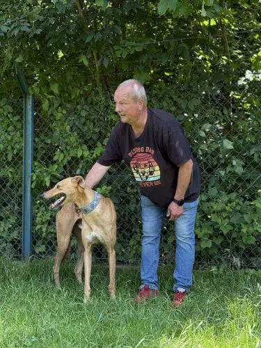 Pies do adopcji, Kraków, 2 czerwca 2025 (1/5)