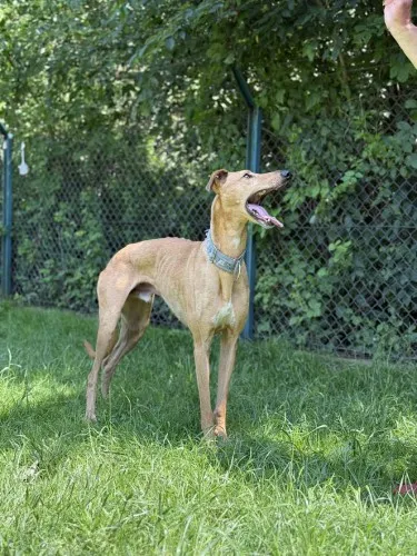 Pies do adopcji, Kraków, 2 czerwca 2025 (3/5)