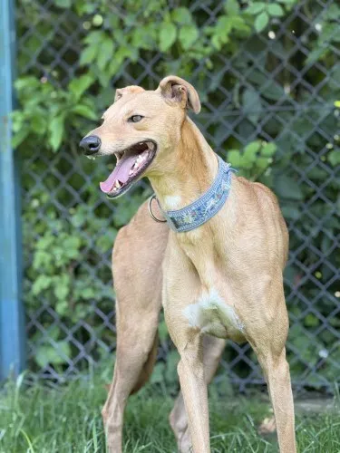 Pies do adopcji, Kraków, 2 czerwca 2025 (4/5)