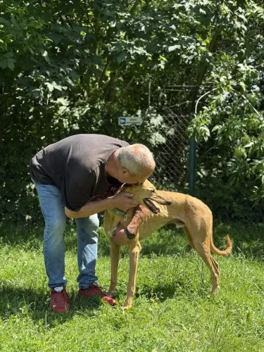 Pies do adopcji, Kraków, 2 czerwca 2025 (5/5)