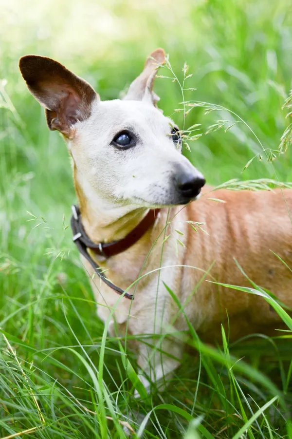 Pies do adopcji, Sosnowiec, 16 czerwca 2025 (1/5)