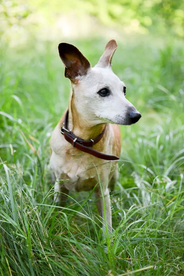 Pies do adopcji, Sosnowiec, 16 czerwca 2025 (2/5)