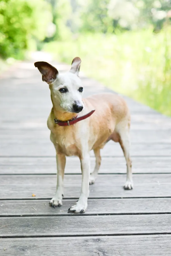 Pies do adopcji, Sosnowiec, 16 czerwca 2025 (3/5)