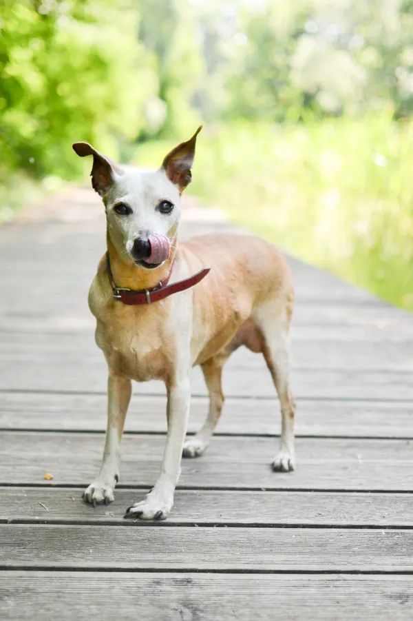 Pies do adopcji, Sosnowiec, 16 czerwca 2025 (4/5)