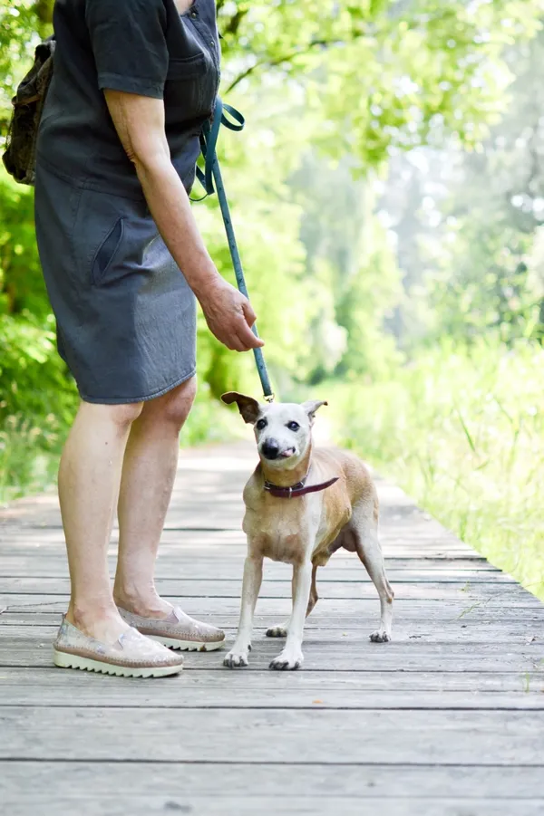 Pies do adopcji, Sosnowiec, 16 czerwca 2025 (5/5)