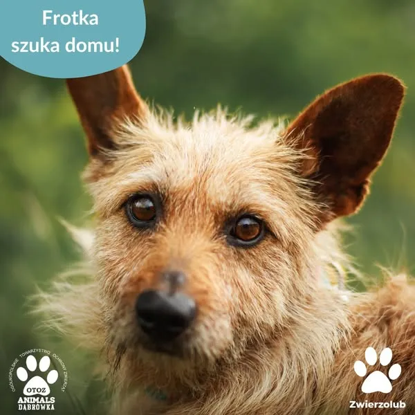 Pies do adopcji, Dąbrówka, 17 czerwca 2025 (1/5)