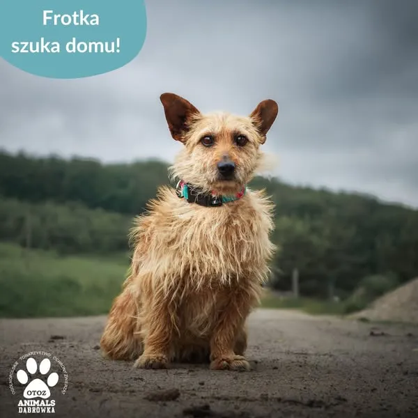 Pies do adopcji, Dąbrówka, 17 czerwca 2025 (2/5)