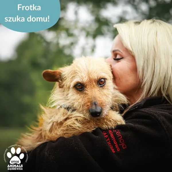 Pies do adopcji, Dąbrówka, 17 czerwca 2025 (3/5)